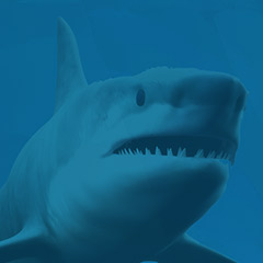 APMEX Celebrates a Week of Sharks